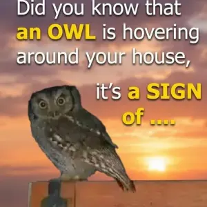 The Night Owl Outside Your Window: Symbolism, Myths, and Meanings
